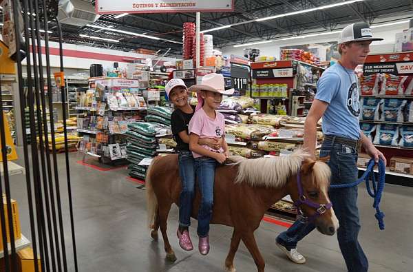 athletic-miniature-horse
