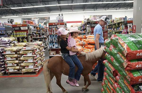 driving-miniature-horse