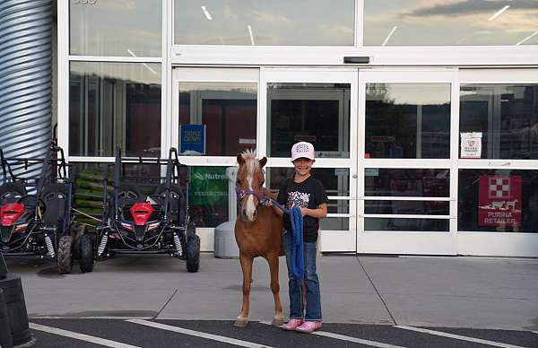 flashy-miniature-horse