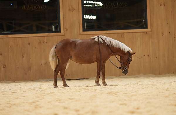 ranch-miniature-horse