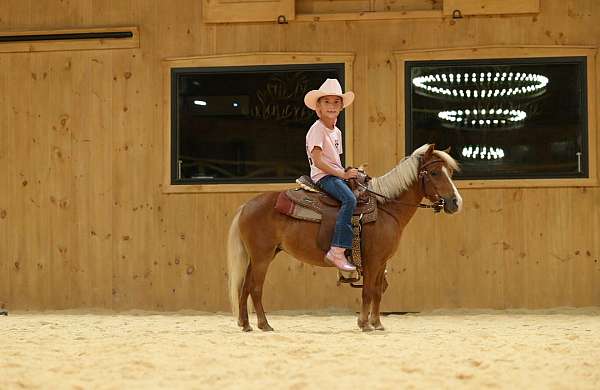 show-miniature-horse