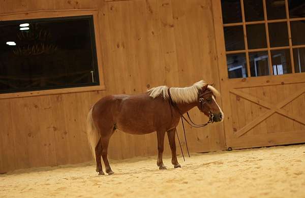 trail-miniature-horse