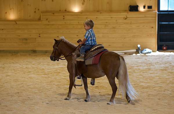 trail-riding-miniature-horse