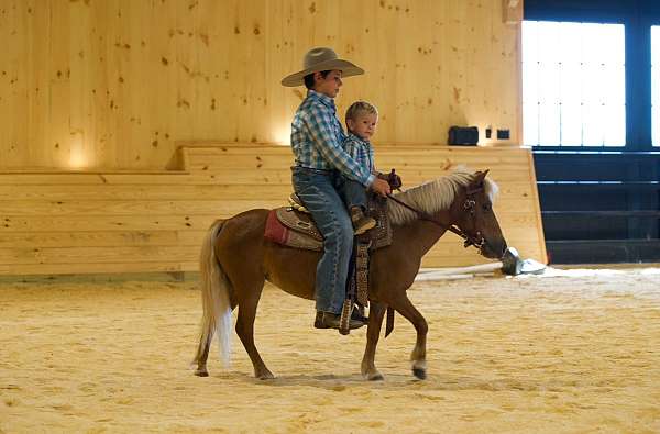 palomino-athletic-horse