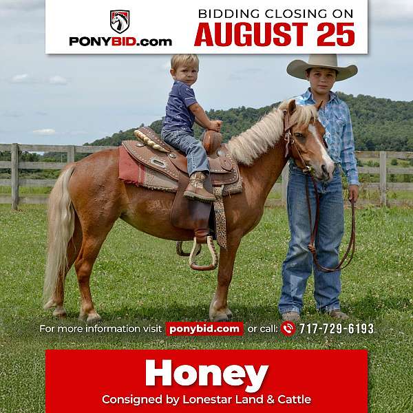 all-around-miniature-horse
