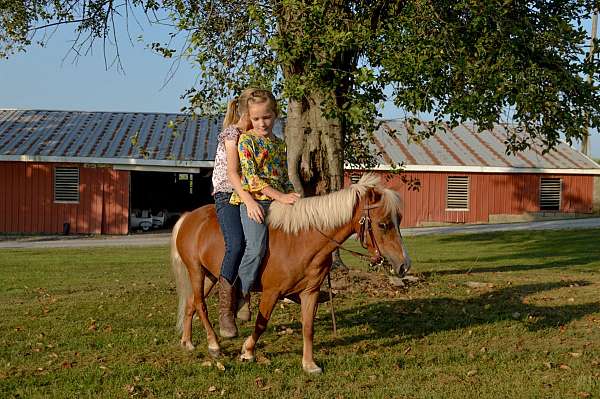 palomino-miniature-mare