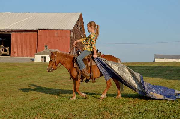 palomino-all-around-horse