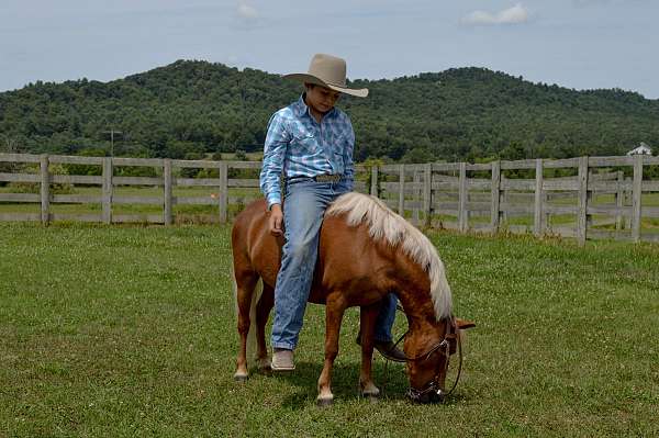 parade-miniature-horse