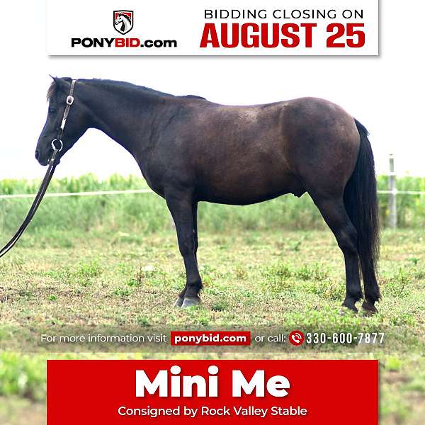 all-around-pony