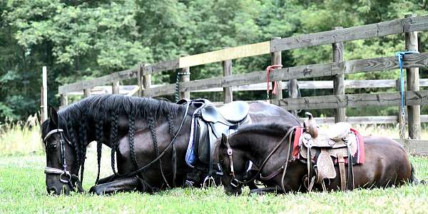 driving-pony
