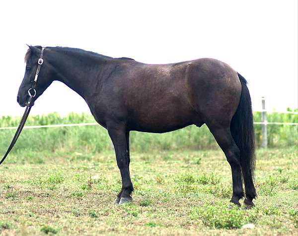 show-pony