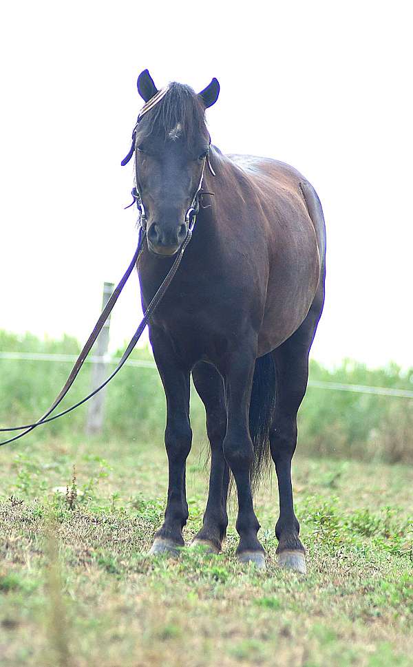 trail-riding-pony