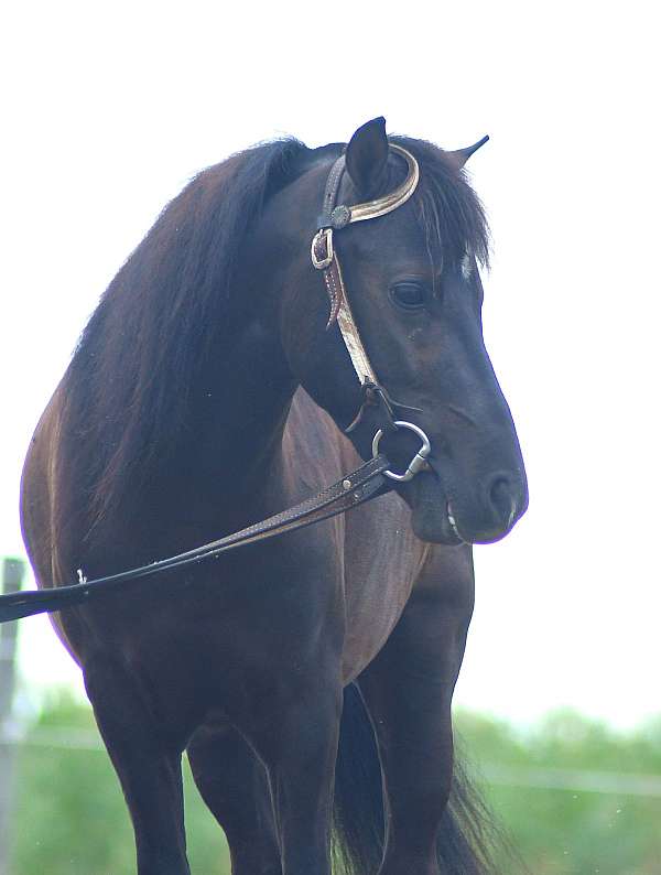 youth-pony