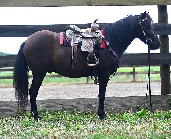 beginner-pony