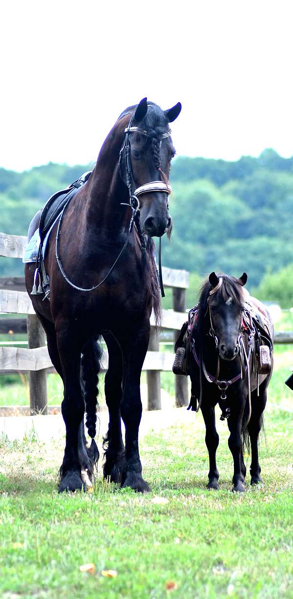 kid-safe-pony