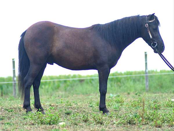 parade-pony