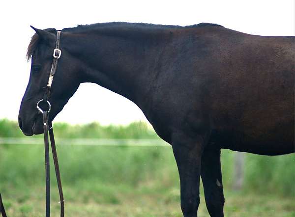 trail-pony