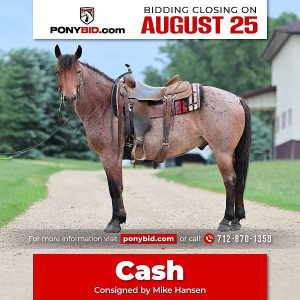 all-around-quarter-pony