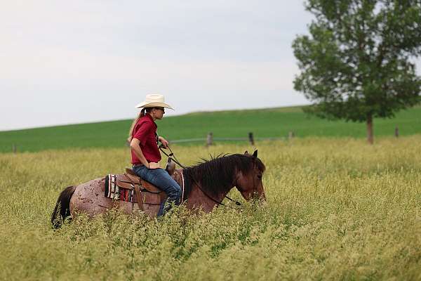 hauling-quarter-pony