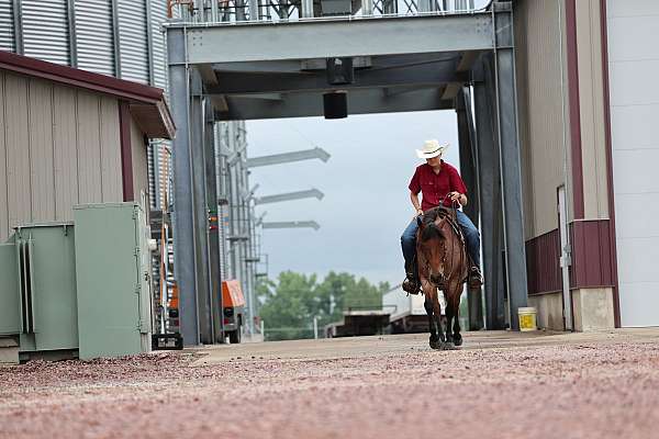 turnback-quarter-pony