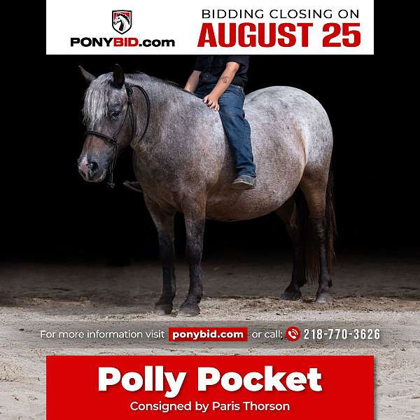 all-around-poa-pony