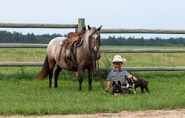 athletic-poa-pony