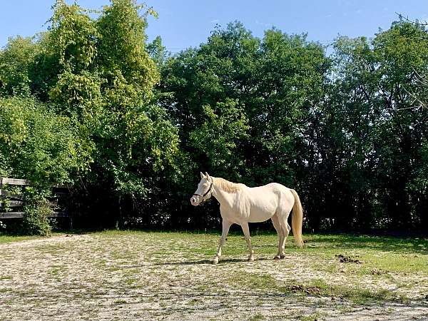 pony-for-sale