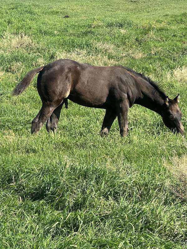 all-around-quarter-horse