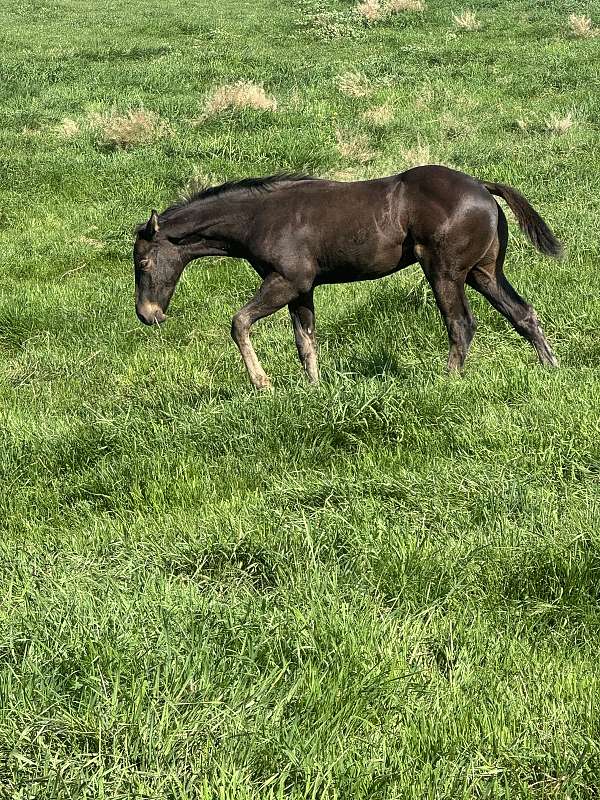 barrel-quarter-horse