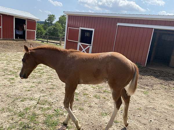 great-prospect-colt