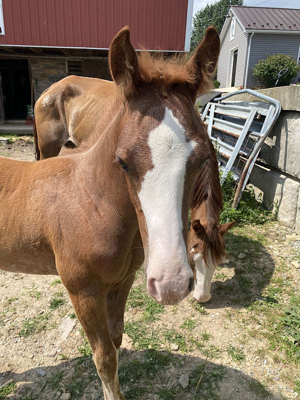 muscular-colt