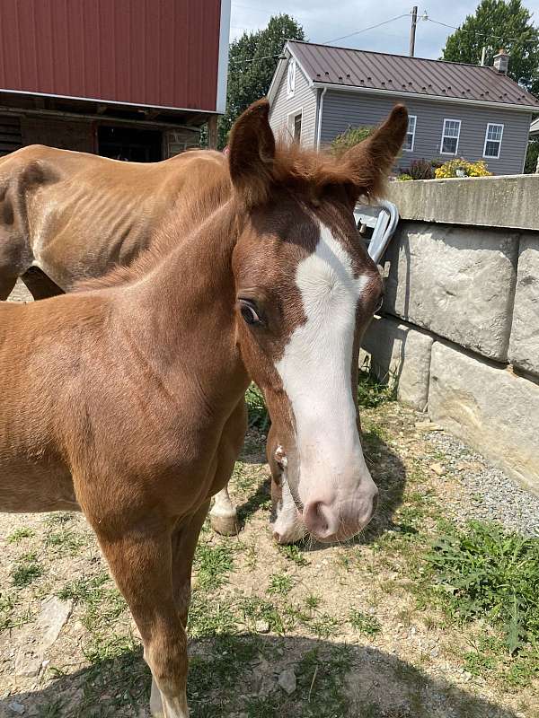 all-around-paint-horse