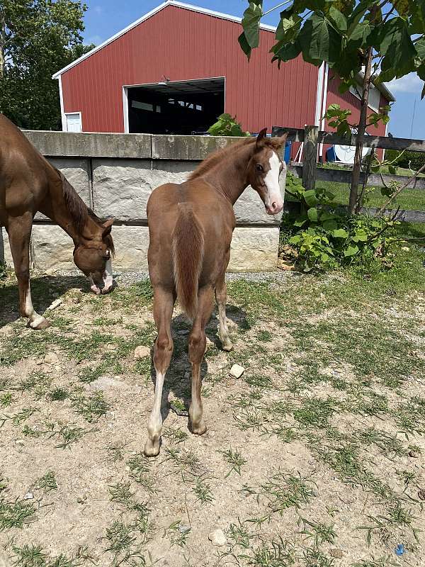 anything-paint-horse