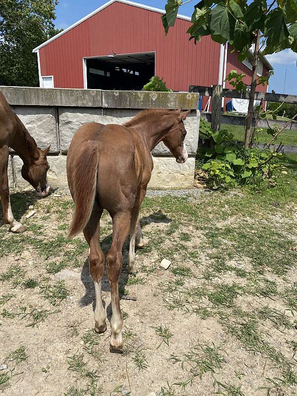 athletic-paint-horse