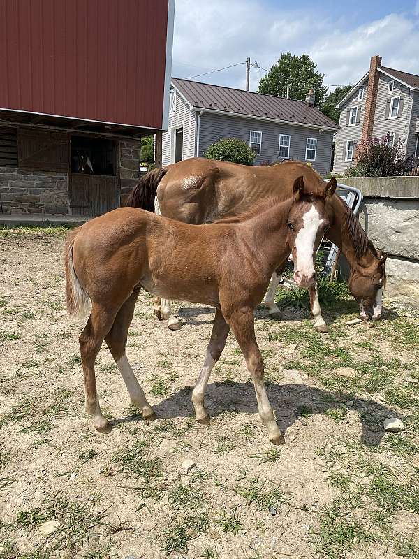 babies-paint-horse