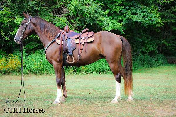 all-around-rocky-mountain-horse