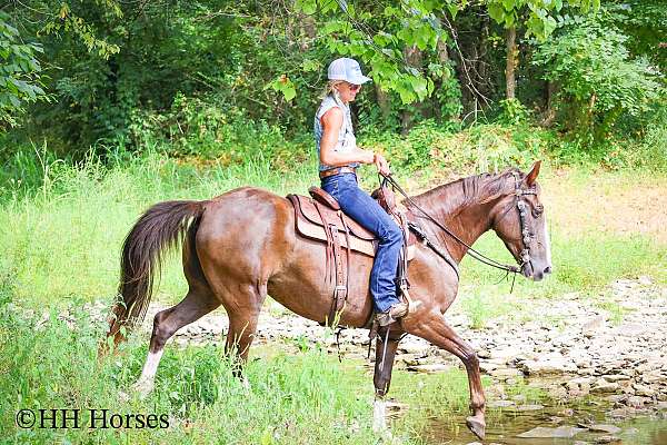 athletic-rocky-mountain-horse