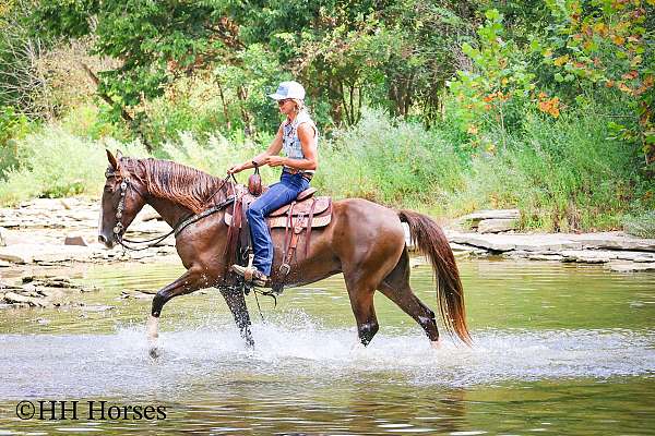 beginner-rocky-mountain-horse