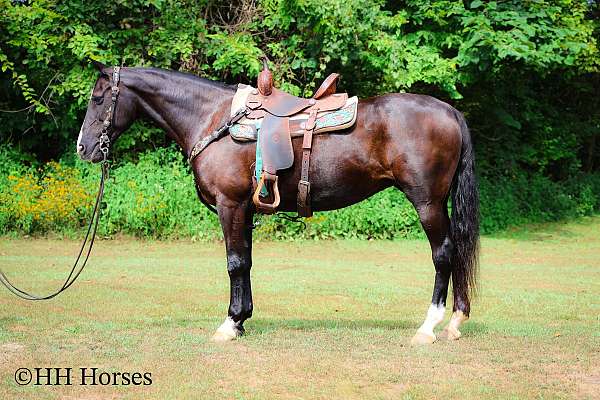 we-morgan-horse