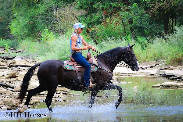 all-around-morgan-horse