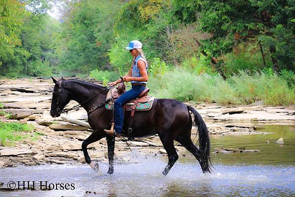 athletic-morgan-horse