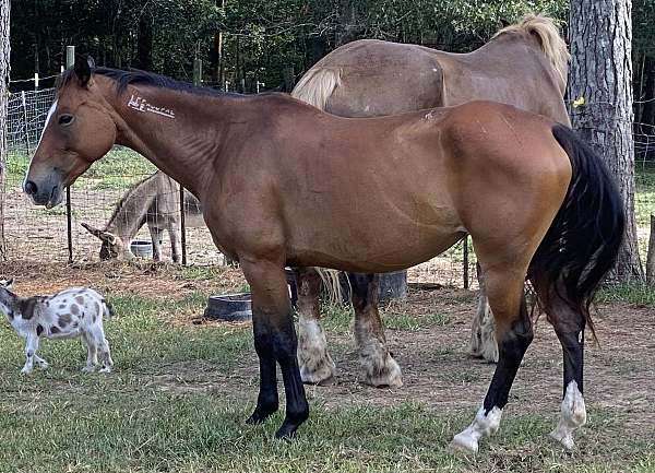 stallion-belgian-mustang-horse