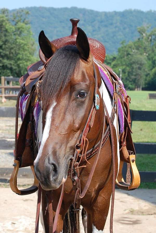 unicorn-paint-horse