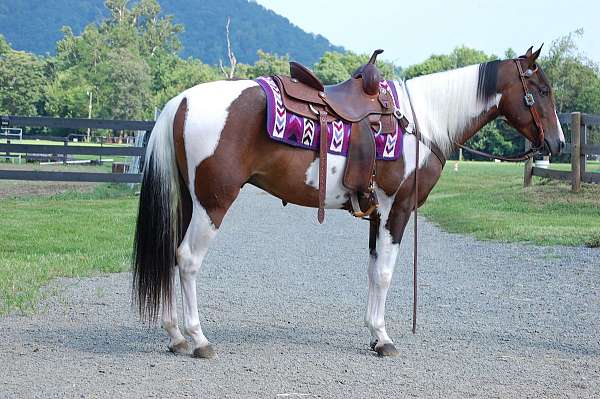 trail-partner-paint-horse