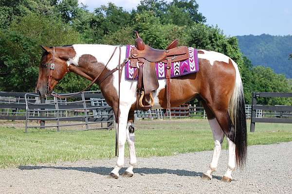 all-paint-horse