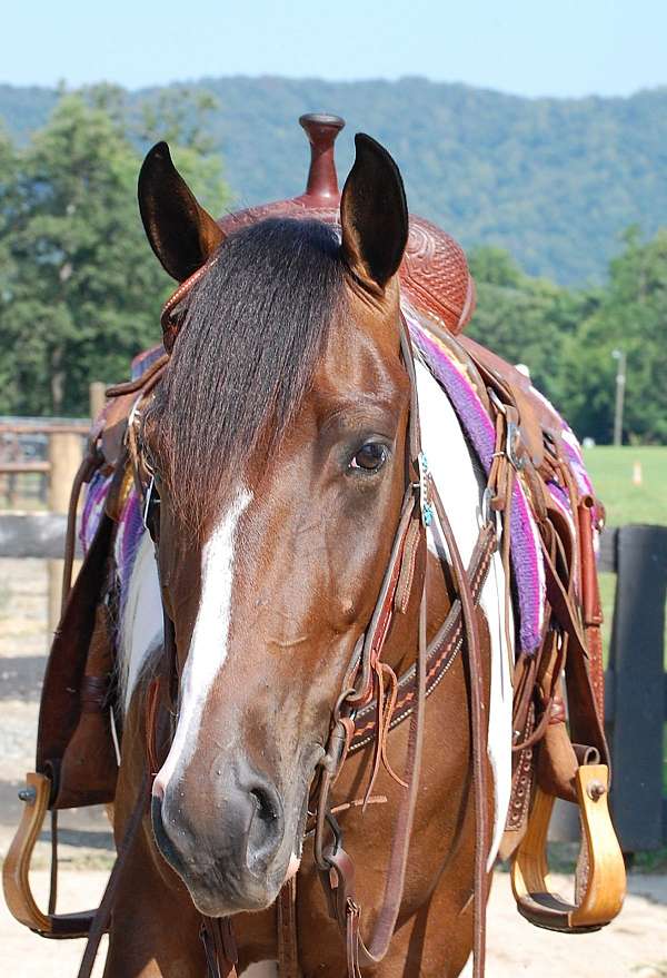 all-around-paint-horse