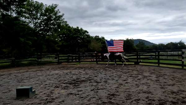 arena-paint-horse