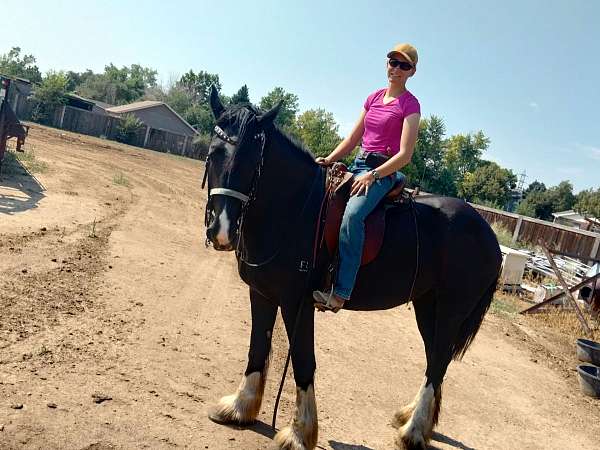 draft-shire-horse