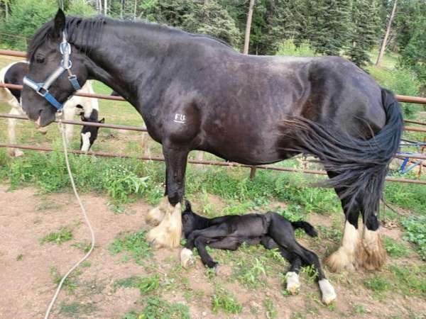 harness-shire-horse