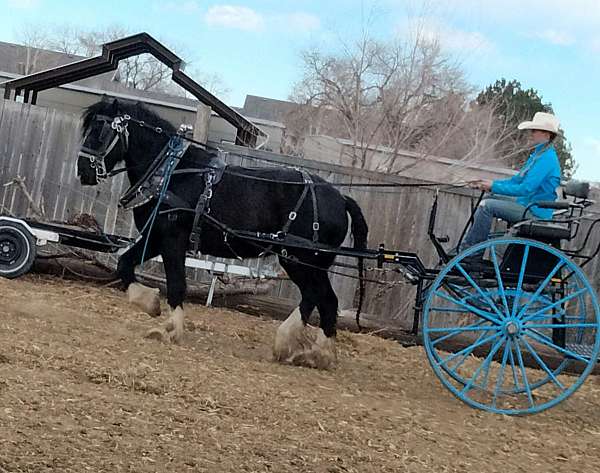 driving-shire-horse